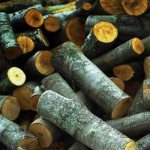 What kind of firewood is best for the stove: calorific value, the hottest