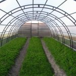 Heating in a greenhouse: choosing an economical system